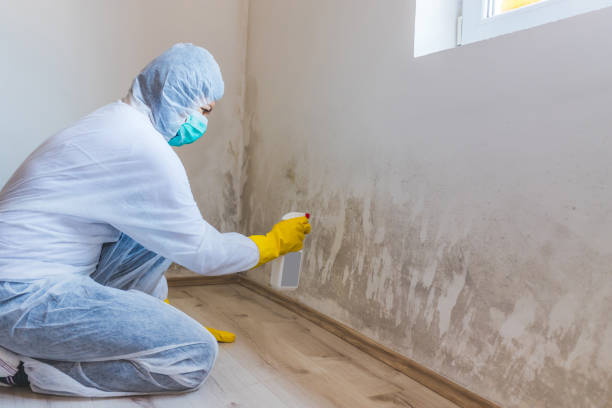 Licensed Attic Mold Remediation service in Princeton, TX - 24 Hour Mold Removal