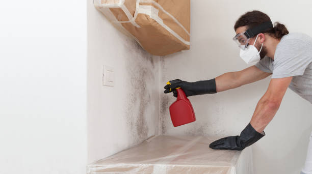 Professional Attic Mold Remediation technician working in Princeton, TX