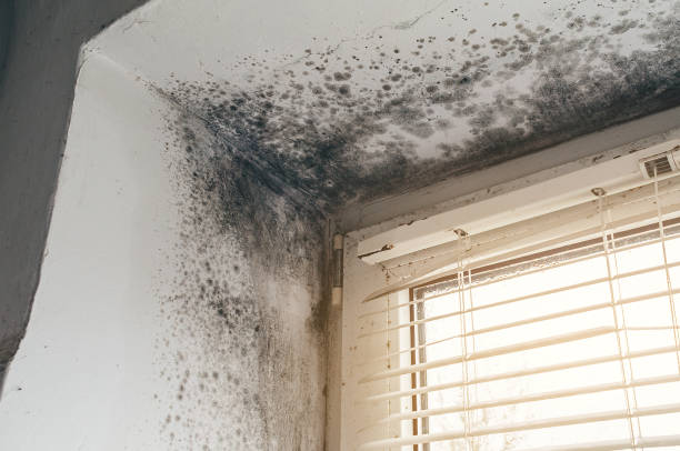 Affordable Attic Mold Remediation solutions in Princeton, TX